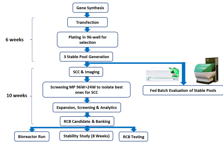 CLD Workflow
